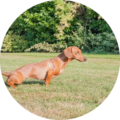 Potty Training Tips for a Well-Trained Dog