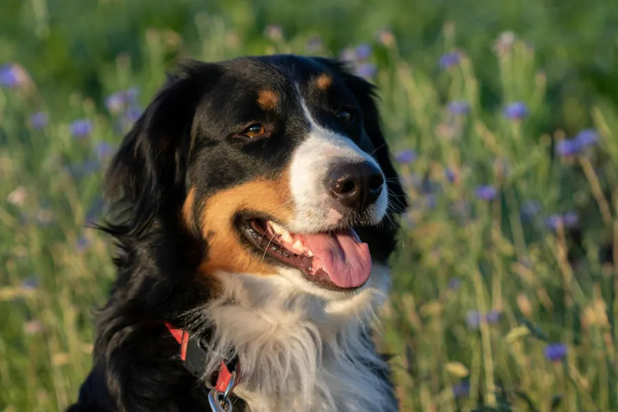 Bernese Mountain Dog: Temperament, Grooming, Health & Family Life