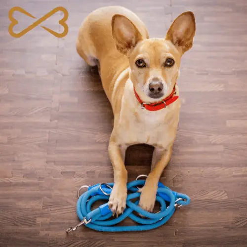 Gâteries entraînement canin. Bannière article Blog Mes Biscuits Maison