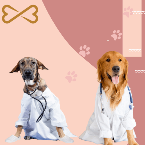 Quels suppléments choisir pour la santé de votre chien ?