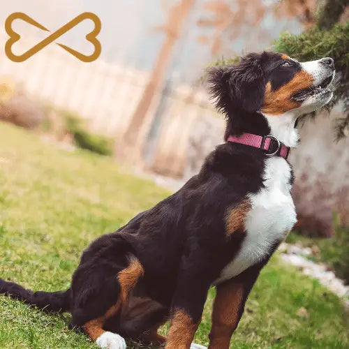 Positive reinforcement dog training