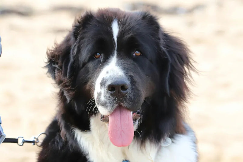 Newfoundland Dog: Temperament, Size, Grooming & Family Life