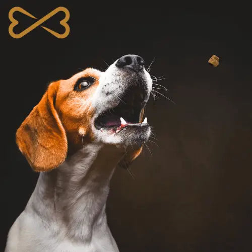 Hypoallergenic Dog Treats