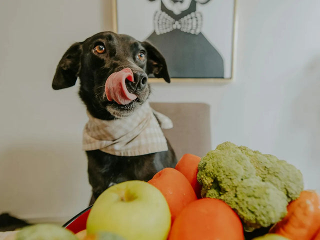 Dog nutrition