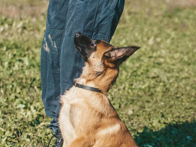 Dog training