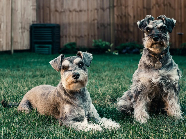 Dog blog