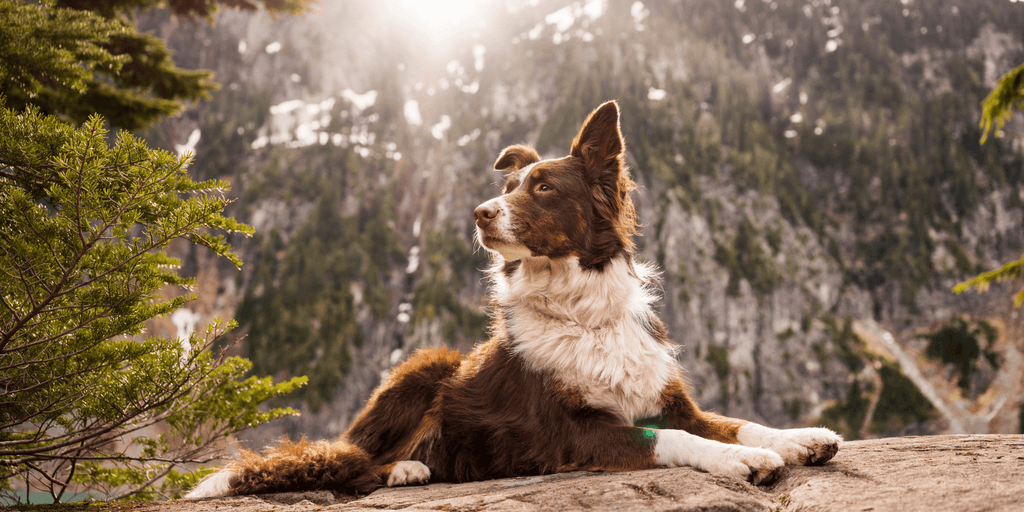 A border collie resting contentedly by a rocky mountain stream, emphasizing mobility support from hypoallergenic dog treats & supplements.