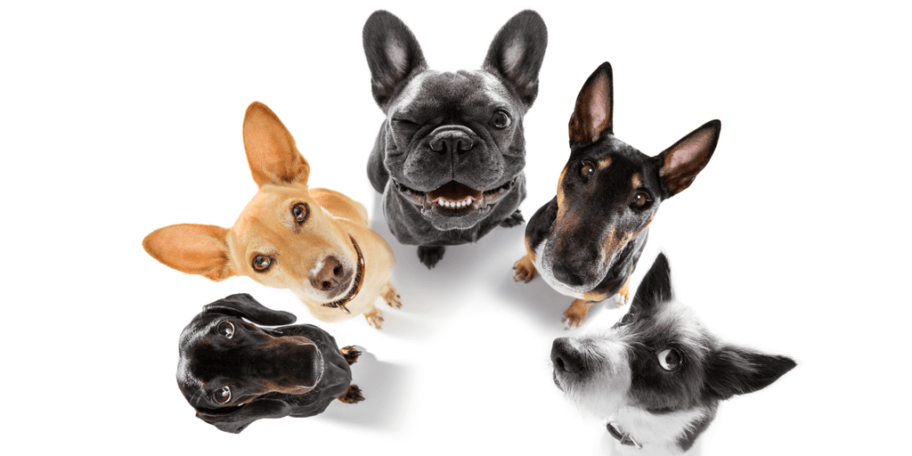 A group of playful dogs gazing upward against a white background, highlighting the diverse appeal of hypoallergenic dog treats & supplements.