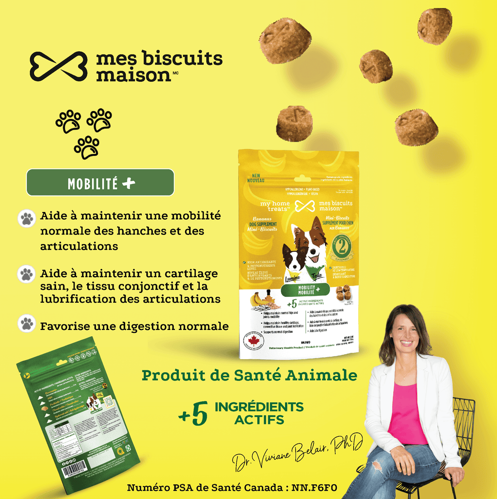 Image promotionnelle mettant en valeur les mini biscuits de soutien à la mobilité pour chiens, mettant l'accent sur la santé des articulations avec des friandises et suppléments hypoallergéniques pour chiens sur mesbiscuitsmaison.ca.