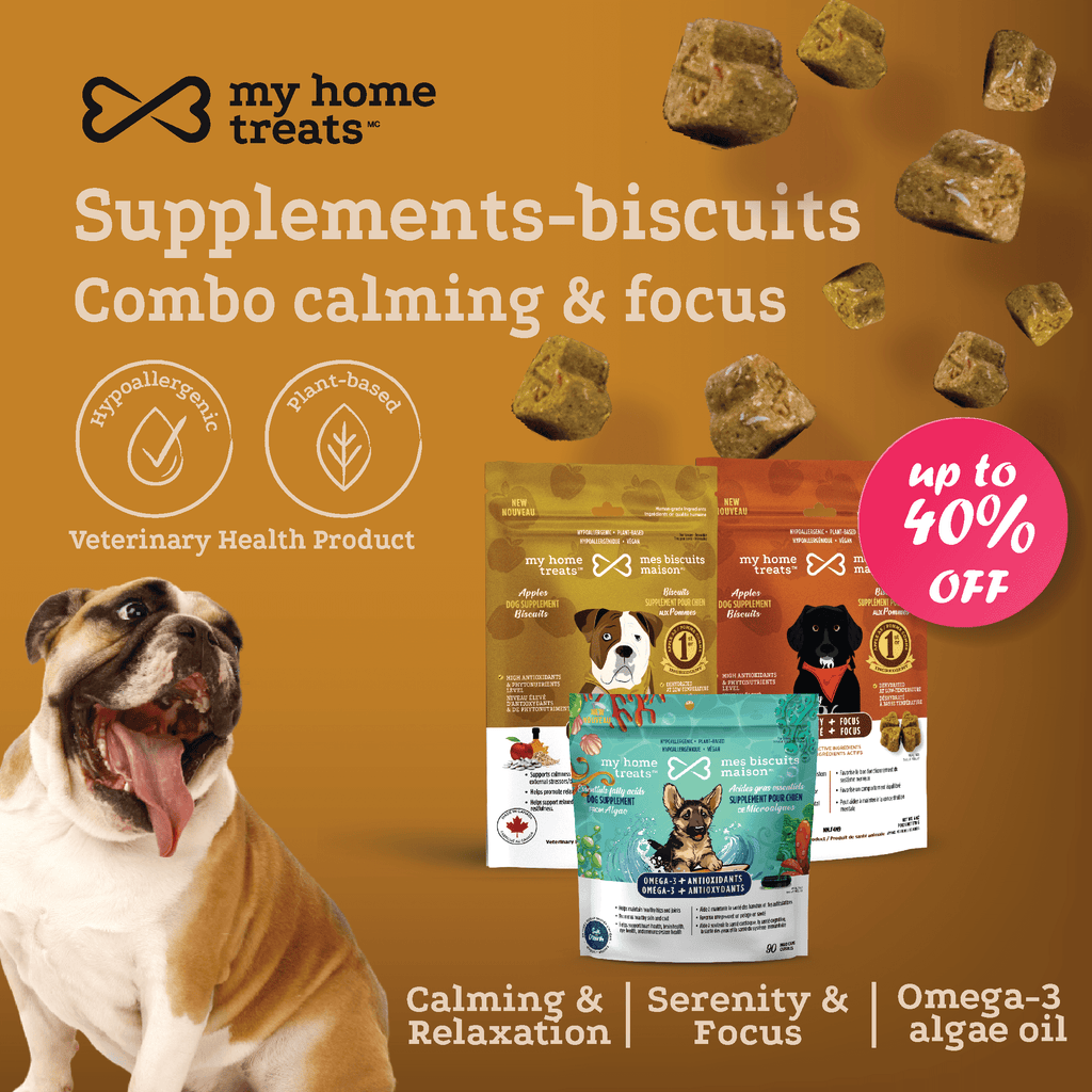 Feature image promoting cognitive health dog supplements with natural ingredients, emphasizing hypoallergenic dog treats & supplements on mesbiscuitsmaison.ca.