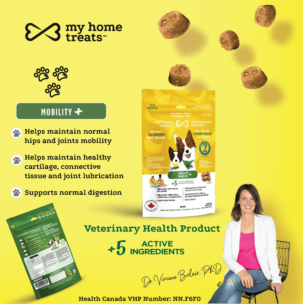 An image highlighting mobility-supporting hypoallergenic dog treats & supplements. Contains glucosamine, hyaluronic acid, and postbiotics to maintain canine joint lubrication, cartilage health, and overall digestion.