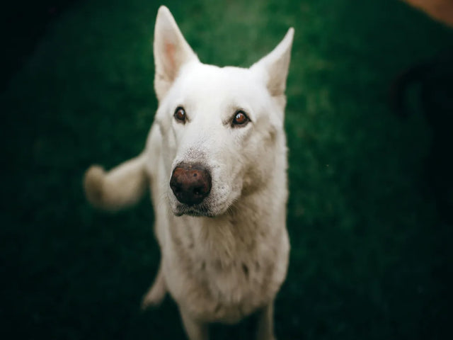 Dog breeds